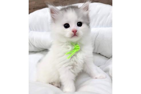 成約済の埼玉県のサイベリアン-19719の3枚目